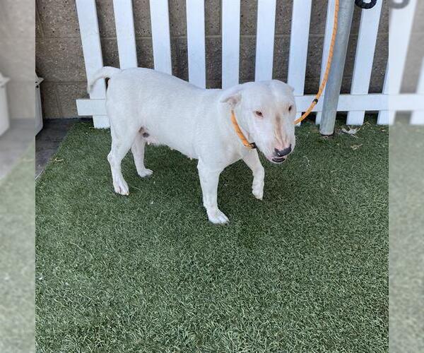 Medium Photo #1 Bull Terrier Puppy For Sale in Modesto, CA, USA