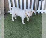 A614911 - Female Bull Terrier Dog for Adoption - Small photo