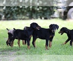 Small Photo #17 Doberman Pinscher Puppy For Sale in BEAUMONT, TX, USA