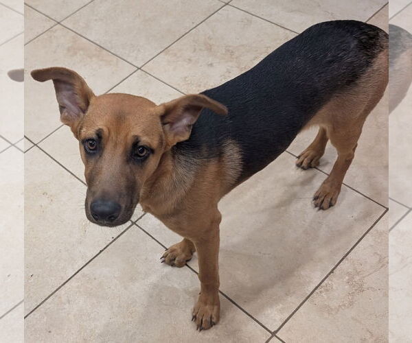 Medium Photo #6 German Shepherd Dog-Unknown Mix Puppy For Sale in Aurora, CO, USA