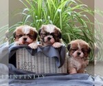 Small #2 Shih Tzu