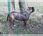 Small #4 Labrador Retriever Mix