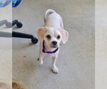 Small #1 Shih-Poo