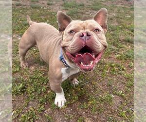 Bulldog-Unknown Mix Dogs for adoption in Aurora, CO, USA