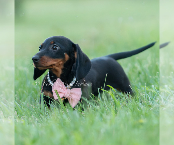 Medium Photo #5 Dachshund Puppy For Sale in WARSAW, IN, USA