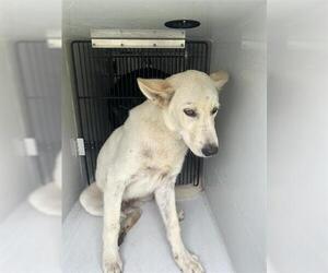 German Shepherd Dog-Unknown Mix Dogs for adoption in Houston, TX, USA