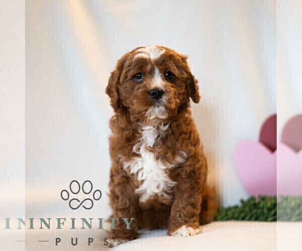 Medium Photo #5 Cavapoo (Miniature) Puppy For Sale in DORNSIFE, PA, USA