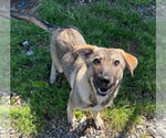 Heidi Klum - Female German Shepherd Dog Dog for Adoption - Small photo