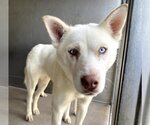 Small Photo #1 Siberian Husky Puppy For Sale in San Bernardino, CA, USA