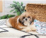 Small #7 Shih Tzu
