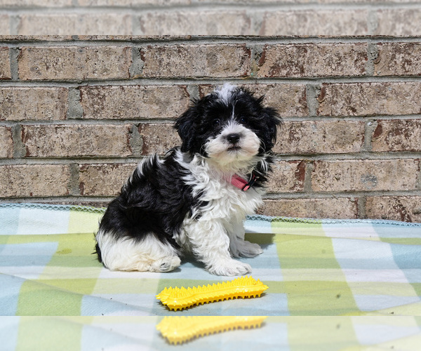 Medium Photo #5 Havapoo Puppy For Sale in GUTHRIE, KY, USA