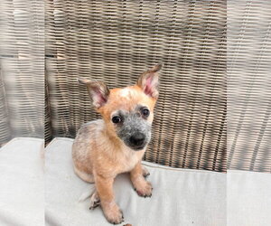 Mutt Dogs for adoption in Paso Robles, CA, USA