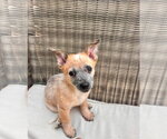 Small Mutt