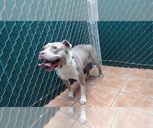 Mutt Dogs for adoption in Downey, CA, USA