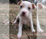 Small #6 Mutt