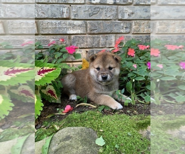 Medium Photo #6 Shiba Inu Puppy For Sale in AVA, MO, USA