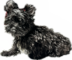 Small #14 Yorkshire Terrier