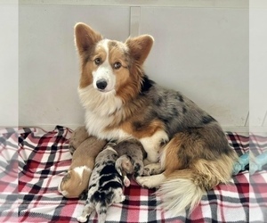 Mother of the American Corgi puppies born on 11/23/2023
