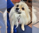 Small #3 Pomeranian
