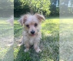 Small #5 Morkie