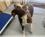 SPONSOR OR FOSTER ME - Mars - Male Australian Shepherd-Unknown Mix Dog for Adoption - Small photo