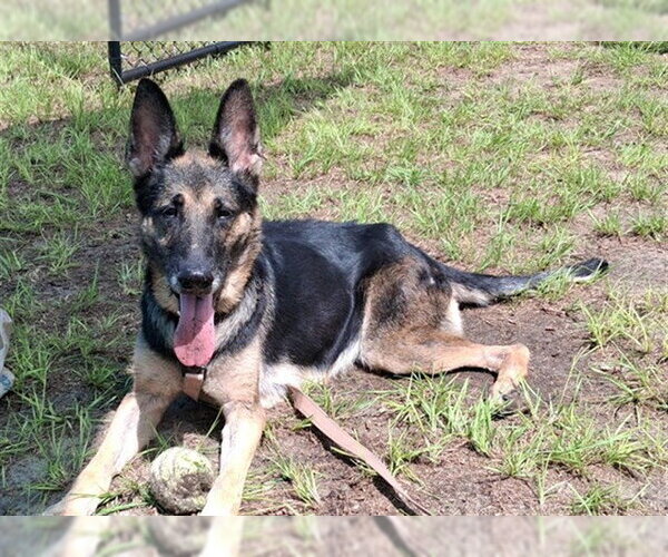 Medium Photo #1 German Shepherd Dog Puppy For Sale in Ocala, FL, USA