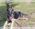 Small German Shepherd Dog