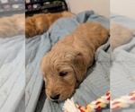 Puppy Sarah Goldendoodle