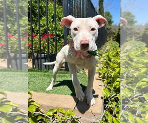 American Pit Bull Terrier-Unknown Mix Dogs for adoption in Redlands, CA, USA