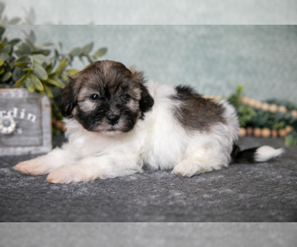 Medium Photo #3 Havanese Puppy For Sale in CLARE, MI, USA