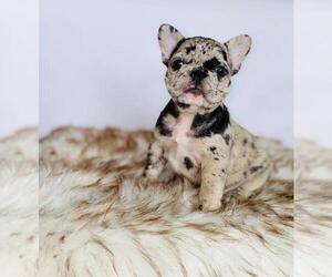 French Bulldog Puppy for sale in HOUSTON, TX, USA