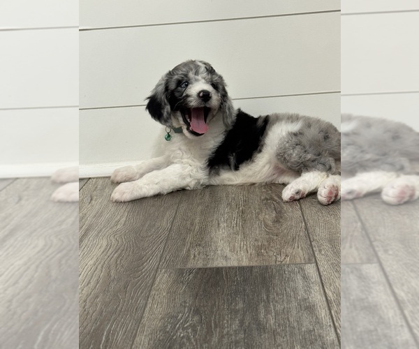 Medium Photo #10 Aussiedoodle Puppy For Sale in BAKERSFIELD, CA, USA