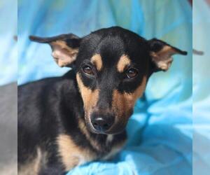 Chihuahua Dogs for adoption in San Antonio, TX, USA