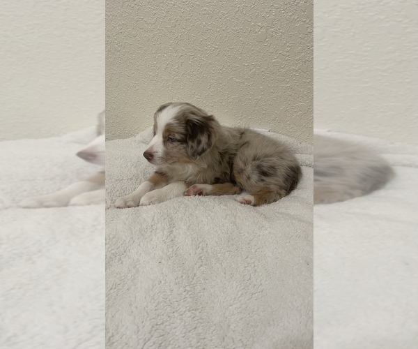 Medium Photo #1 Miniature Australian Shepherd Puppy For Sale in ATHENS, TX, USA