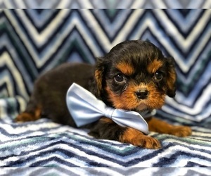 Cavalier King Charles Spaniel Puppy for sale in LANCASTER, PA, USA