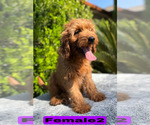 Small #4 Goldendoodle (Miniature)