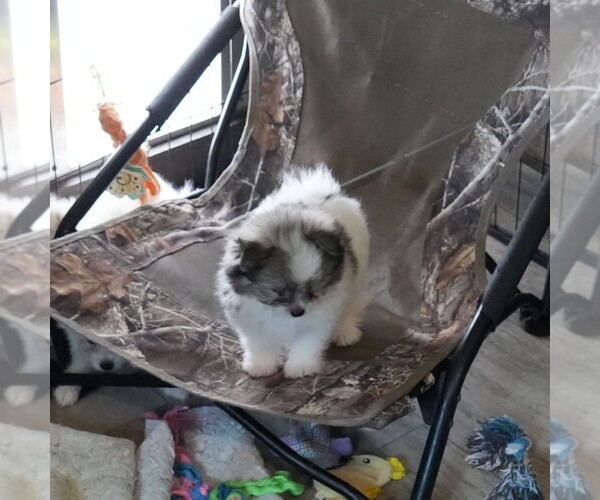 Medium Photo #7 Maltipom Puppy For Sale in ROCK VALLEY, IA, USA