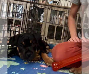 Rottweiler-Unknown Mix Dogs for adoption in San Juan Capistrano, CA, USA