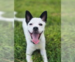 Small #1 Chihuahua Mix