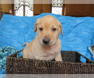 Labrador Retriever Puppy for sale in SHILOH, OH, USA