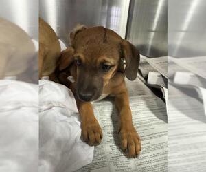 Chihuahua Dogs for adoption in Bakersfield, CA, USA