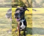 Small #2 American Pit Bull Terrier-Great Dane Mix