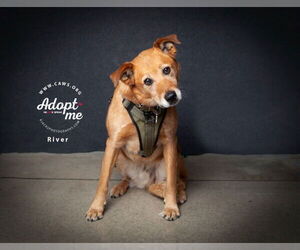 Border Collie-Unknown Mix Dogs for adoption in Salt Lake City, UT, USA