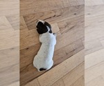Small Photo #13 German Shorthaired Pointer Puppy For Sale in EVANSVILLE, WY, USA