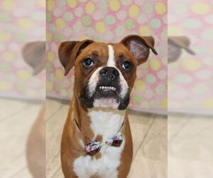 Boxer Dogs for adoption in Dumont, NJ, USA