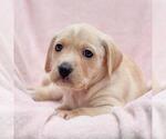 Small #1 Labrador Retriever Mix