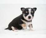 Small Photo #15 Chihuahua Puppy For Sale in UNION GROVE, NC, USA