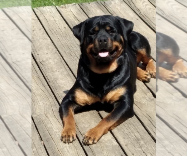 Medium Photo #1 Rottweiler Puppy For Sale in SHELL KNOB, MO, USA