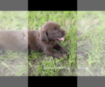 Small Photo #10 Labrador Retriever Puppy For Sale in BETHCAR, SC, USA