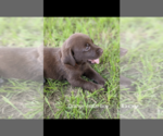 Small #9 Labrador Retriever